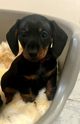 Collier bordeaux - Teckel poil ras