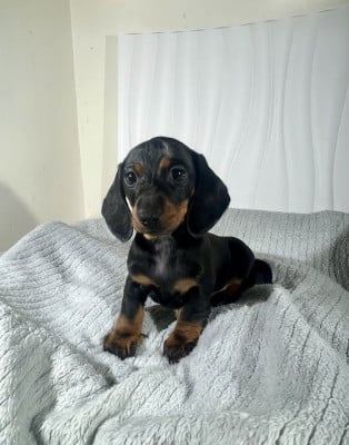 Les chiots de Teckel poil ras