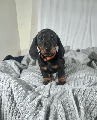 Les chiots de Teckel poil ras