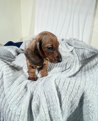 Les chiots de Teckel poil ras