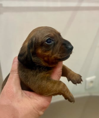 Les chiots de Teckel poil ras