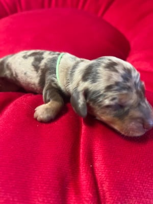 Les chiots de Teckel poil ras