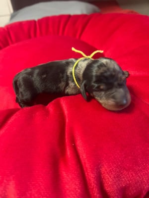 Les chiots de Teckel poil ras