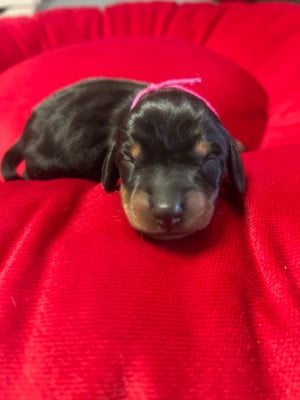 Les chiots de Teckel poil ras