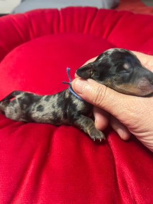 Les chiots de Teckel poil ras