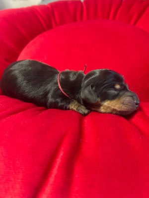 Les chiots de Teckel poil ras