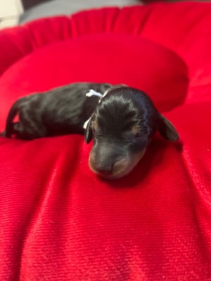 Les chiots de Teckel poil ras