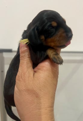 Les chiots de Teckel poil ras