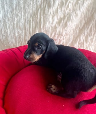 Les chiots de Teckel poil ras