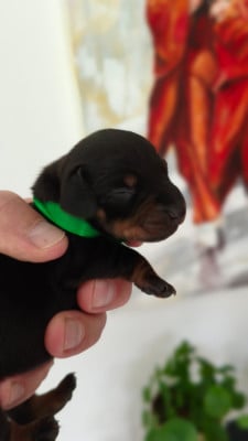 Les chiots de Teckel poil ras