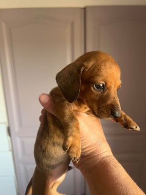 Les chiots de Teckel poil ras