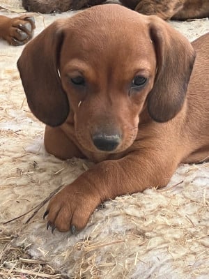 Les chiots de Teckel poil ras