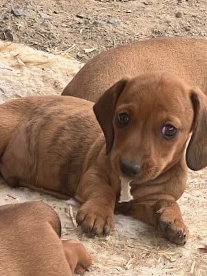 Les chiots de Teckel poil ras
