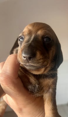 Les chiots de Teckel poil ras