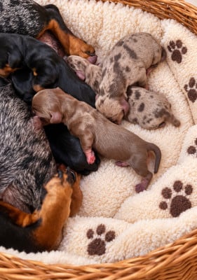 Les chiots de Teckel poil ras