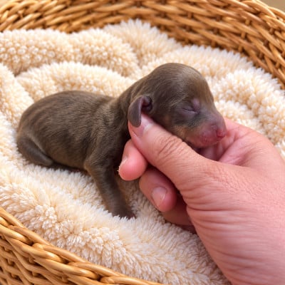 Les chiots de Teckel poil ras