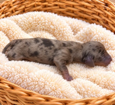 Les chiots de Teckel poil ras