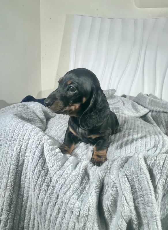 Teckel poil ras - de la Cité du Guerrier