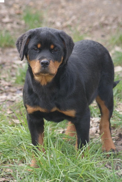 Hourine Von Der Muhle Rott