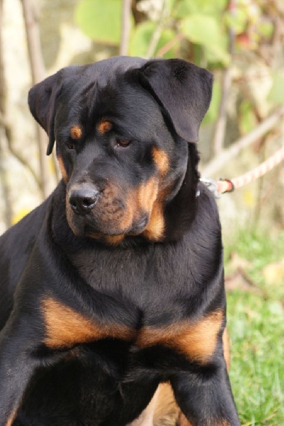 Publication : du Domaine de la Rêverie Auteur : arnaud constantin