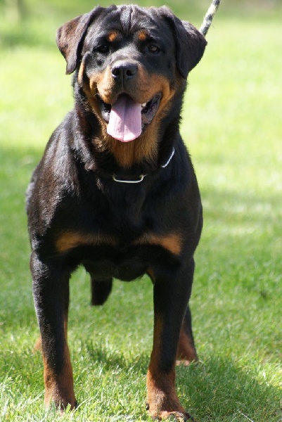 Hourine Von Der Muhle Rott