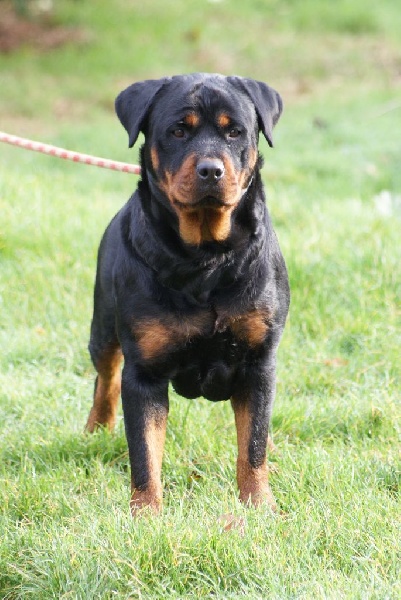 Ippy du Domaine de la Rêverie