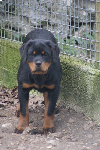 Hourine Von Der Muhle Rott