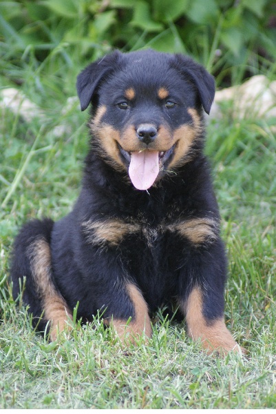 Faya du Domaine de la Rêverie