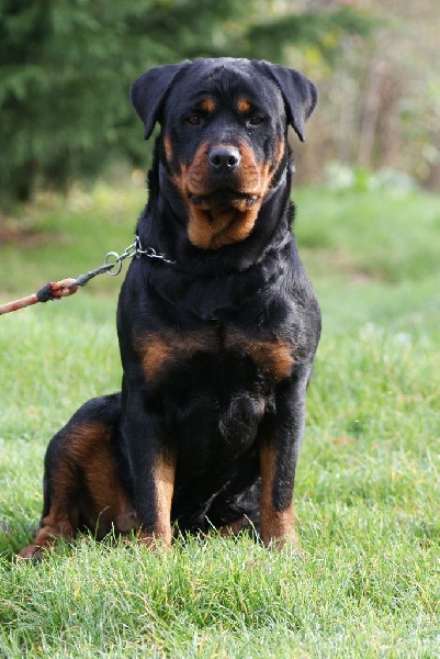 Ippy du Domaine de la Rêverie