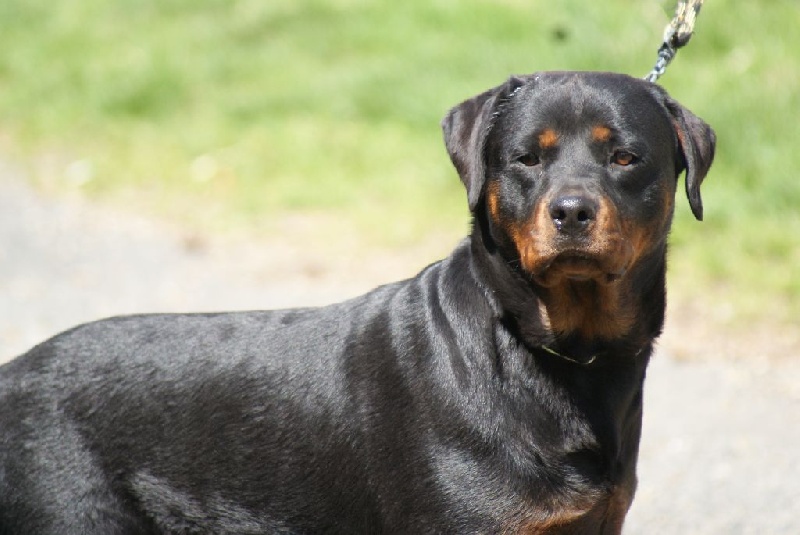 Idole de la reverie (Sans Affixe)