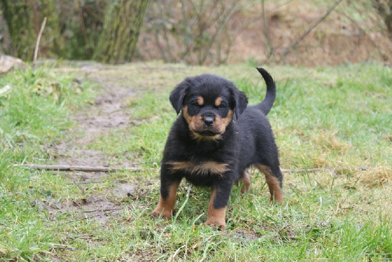 Label du Domaine de la Rêverie