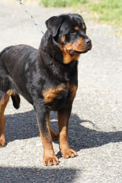 Ippy du Domaine de la Rêverie