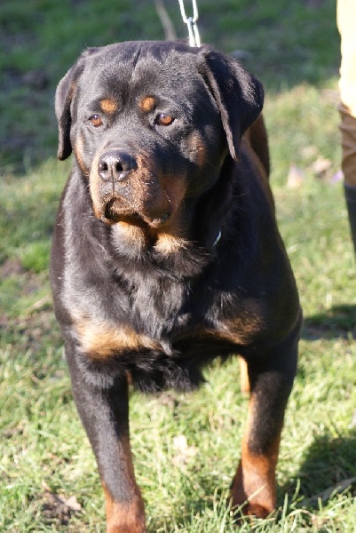 Iana Von Der Muhle Rott