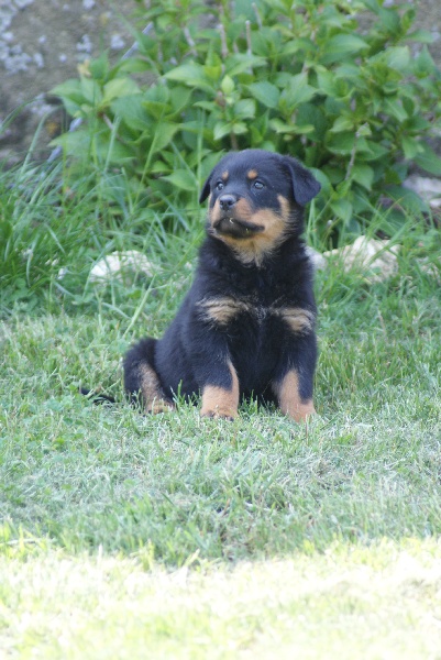 Faya du Domaine de la Rêverie