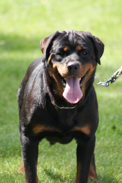 Hourine Von Der Muhle Rott