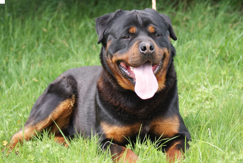 Google alias guizeur du Domaine de la Rêverie