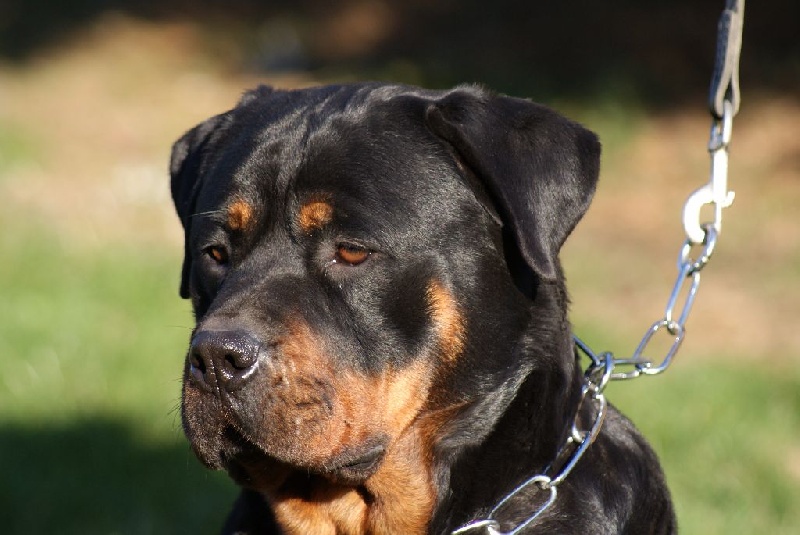 Publication : du Domaine de la Rêverie Auteur : arnaud constantin