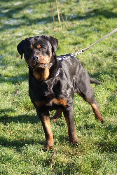 Idole de la reverie (Sans Affixe)