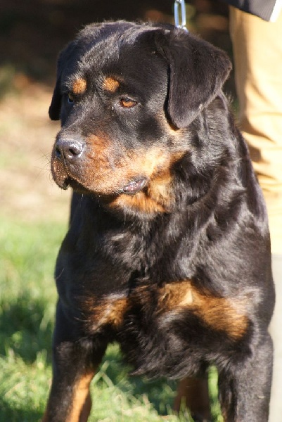 Lika du Domaine de la Rêverie