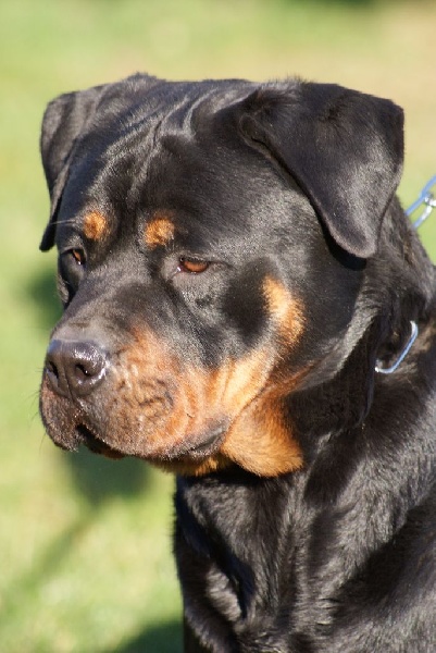 Publication : du Domaine de la Rêverie Auteur : arnaud constantin