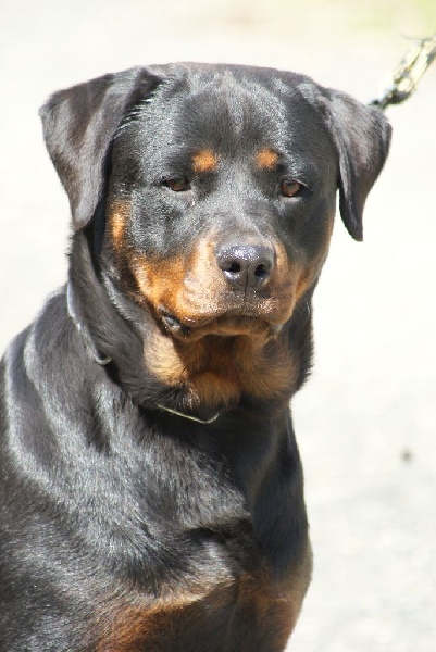 Idole de la reverie (Sans Affixe)