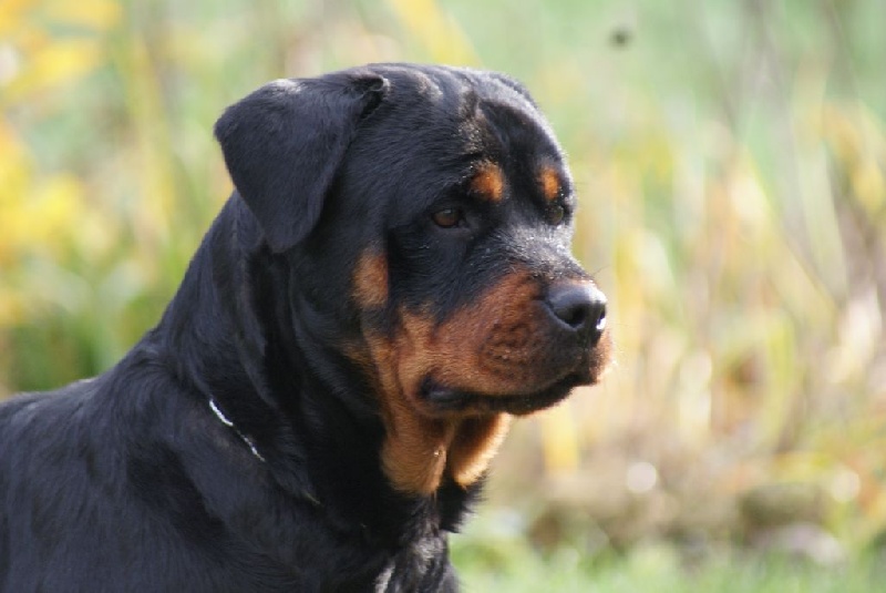 Ippy du Domaine de la Rêverie