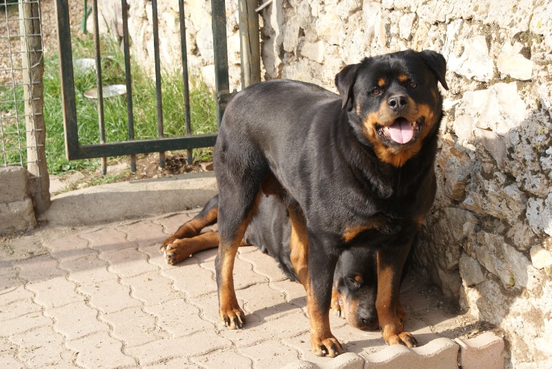 Faya du Domaine de la Rêverie
