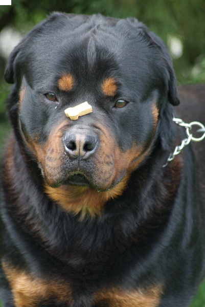 Google alias guizeur du Domaine de la Rêverie