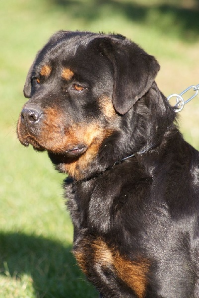 Lika du Domaine de la Rêverie