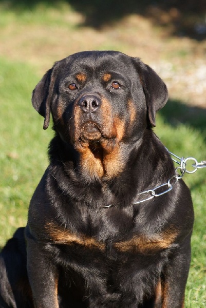 Iana Von Der Muhle Rott