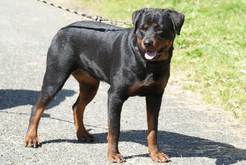 Idole de la reverie (Sans Affixe)