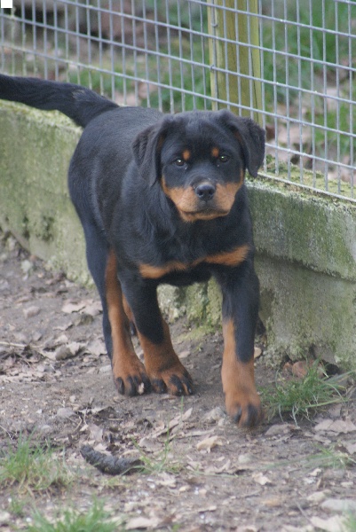 Hourine Von Der Muhle Rott