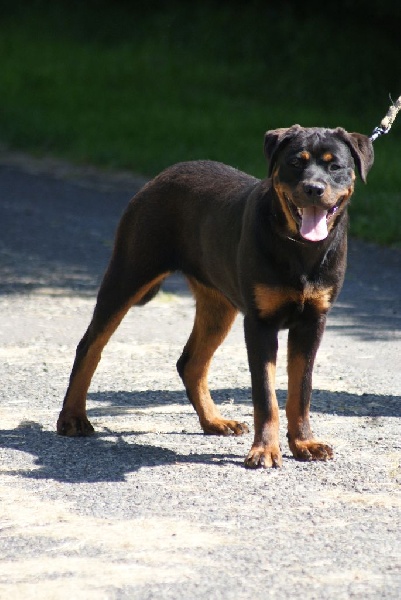 Publication : du Domaine de la Rêverie Auteur : arnaud constantin