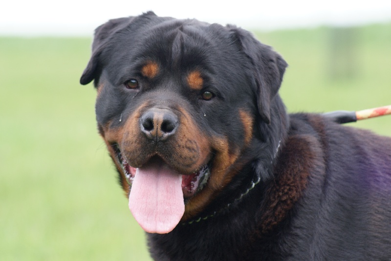 Google alias guizeur du Domaine de la Rêverie